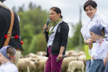 Wiślański Wygón Łowiec pokaz zaganiania owiec przez psy